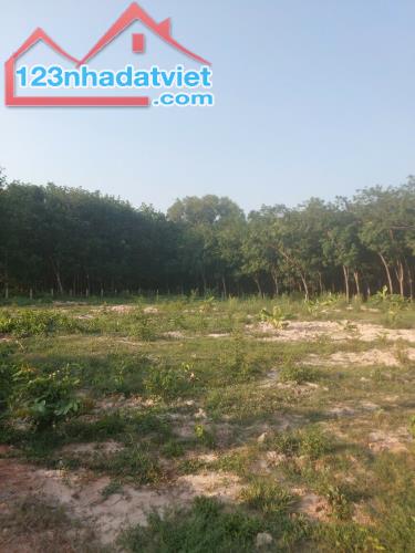 MẶT TIỀN KHU PHÂN LÔ ĐƯỜNG 1 SẸC --786 TÂY NINH --199M2--CÓ 50 THỔ CƯ - 5