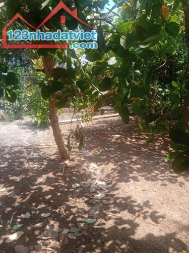 🌟 BÁN GẤP ĐẤT 2675M², 2MT VIEW SÔNG, DÂN CƯ SẦM UẤT, QL14 MINH LẬP CHƠN THÀNH, 240TR🌟 - 2