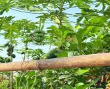 Chính Chủ Kẹt Tiền - Cần Bán Gấp Lô Đất Vườn 2000m2 Tại Thống Nhất, Đồng Nai