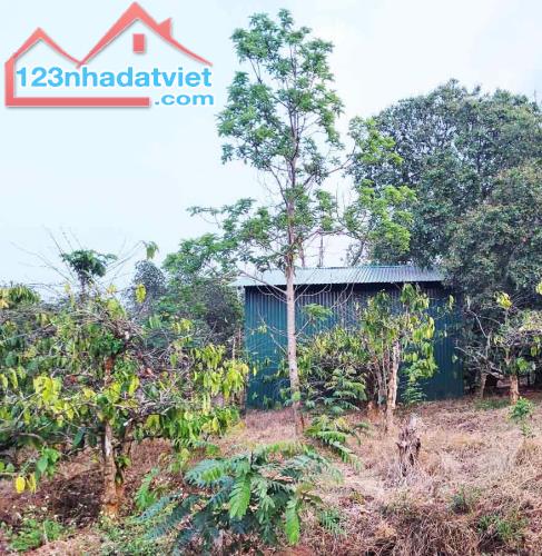 ĐẤT NÔNG NGHIỆP 1.7 HA, EA KAO - BUÔN MA THUỘT  - GIÁ HẤP DẪN 450 TRIỆU/SÀO - 1