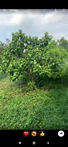 Bán đất 3 mặt tiền đường Bình Lục, Tân Bình, Vĩnh Cửu. 10x40 420m. Sổ thổ cư. Giá 4tỷ350 - 3