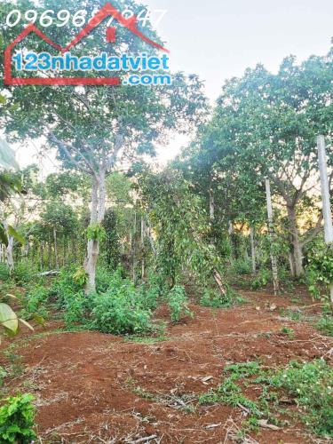 CƠ HỘI ĐẦU TƯ – 1.3HA GIÁ CHỈ 650 TRIỆU/SÀO! CUÔR ĐĂNG GIÁP HÒA THUẬN-BUÔN MATHUỘT -