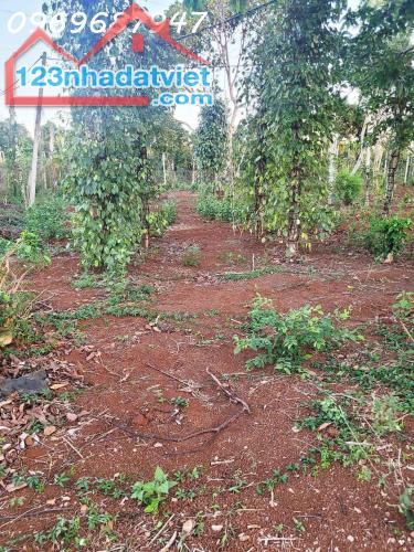CƠ HỘI ĐẦU TƯ – 1.3HA GIÁ CHỈ 650 TRIỆU/SÀO! CUÔR ĐĂNG GIÁP HÒA THUẬN-BUÔN MATHUỘT - - 1