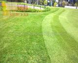 Cỏ tự nhiên sân bóng, sân golf dễ trồng SLL ở Đồng Nai, HCM