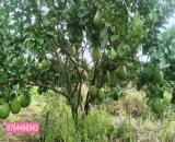 Cần bán gấp vườn bưởi H. Phú Riềng, Bình Phước, 2500m2, thổ cư 400m2