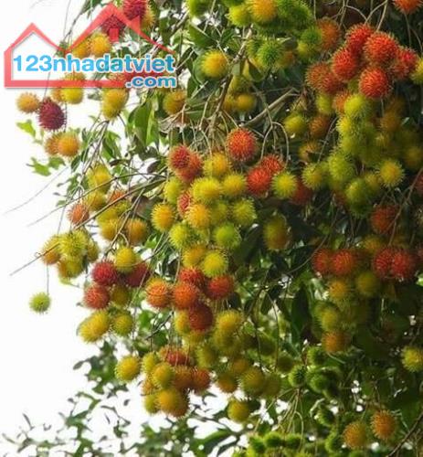 Chủ cần bán gấp nhanh gọn lô đất giá ngợp tại Định Quán - 4