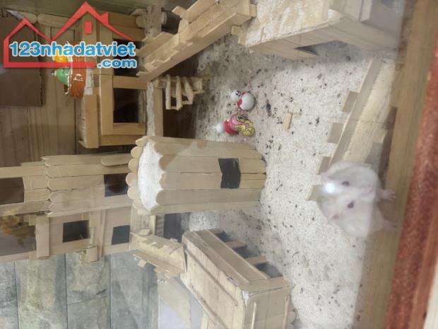 Bán gấp nhà đẹp ở ngay mặt tiền kinh doanh Mai Hắc Đế, xe hơi ngủ nhà, 150m2, SHR, HCĐ - 4