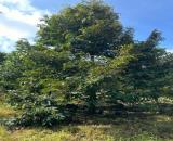 Siêu phẩm vườn sầu cả cần bán nhanh