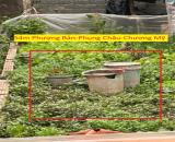 CHÍNH CHỦ BÁN LÔ ĐẤT 54M TẠI PHỤNG CHÂU-CHƯƠNG MỸ-HÀ NỘI