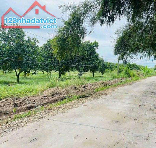 cần bán một sào vườn mít 180 triệu