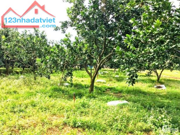 Đất vườn Bình Phước – Tân Phước, vị trí đẹp, giá mềm! - 2