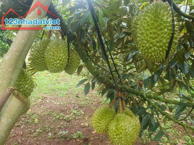 Đất vườn Bình Phước – Tân Phước, vị trí đẹp, giá mềm! - 3