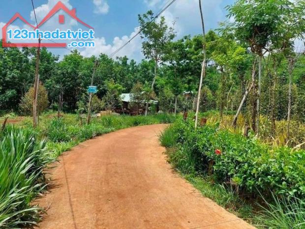 Đất vườn Bình Phước – Tân Phước, vị trí đẹp, giá mềm! - 4