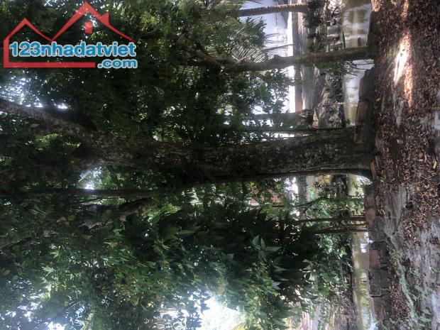 ĐẤT NGUYỄN VĂN THẢNH - BÌNH TÂN - VĨNH LONG - HƠN 10.000 m2 - GIÁ 250tr/ 1.000 m2. - 1