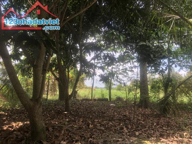 ĐẤT NGUYỄN VĂN THẢNH - BÌNH TÂN - VĨNH LONG - HƠN 10.000 m2 - GIÁ 250tr/ 1.000 m2. - 2