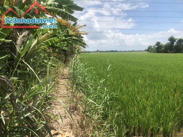 ĐẤT NGUYỄN VĂN THẢNH - BÌNH TÂN - VĨNH LONG - HƠN 10.000 m2 - GIÁ 250tr/ 1.000 m2. - 3