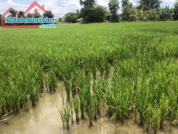 ĐẤT NGUYỄN VĂN THẢNH - BÌNH TÂN - VĨNH LONG - HƠN 10.000 m2 - GIÁ 250tr/ 1.000 m2. - 4