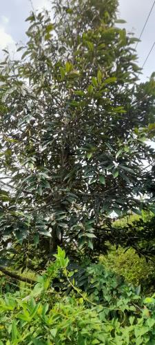 CẦN BÁN GẤP MẢNH VƯỜN SẦU RIÊNG CÂY LỚN – ĐANG CHỜ RA TRÁI! - 2