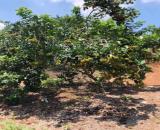 bán vườn chôm chôm 1000m2 view suối giá 280tr