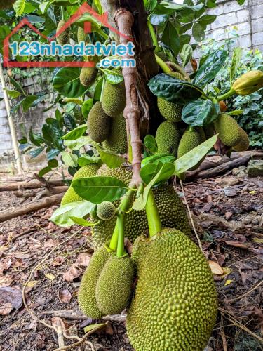 CẦN BÁN LÔ VƯỜN ĐẸP GIÁ RẺ TẠI PHÚ TÚC - 2