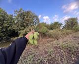 🔥 CẦN BÁN GẤP VƯỜN XOÀI CỔ THỤ 1.000m² – GIÁ CHỈ 580 TRIỆU 🔥