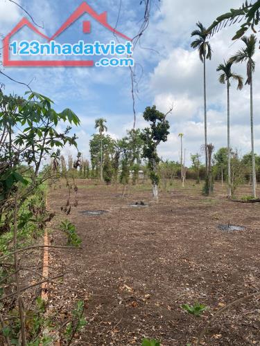 💥  Gần 1 Sào đất Mặt tiền bê tông Thôn Tân Hưng - Ea Kao - BMT. 1,2 Tỷ - 1
