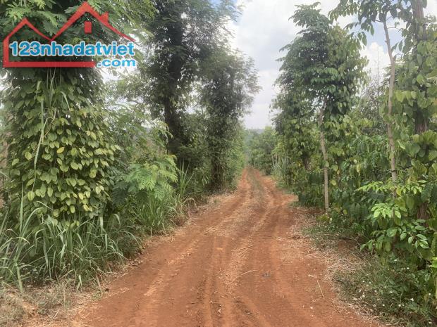 Bán lô đất giá tốt diện tích 1.3HA xã Ea D’rơng, huyện Cưm’gar, Tỉnh Đắk lắk