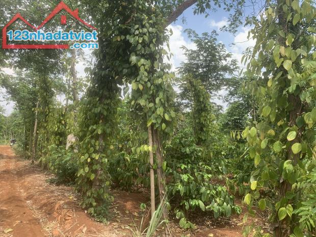 Bán lô đất giá tốt diện tích 1.3HA xã Ea D’rơng, huyện Cưm’gar, Tỉnh Đắk lắk - 1