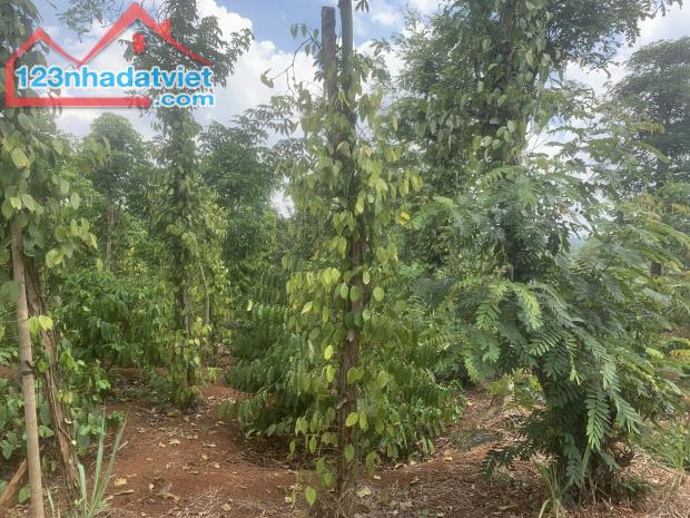 Bán lô đất giá tốt diện tích 1.3HA xã Ea D’rơng, huyện Cưm’gar, Tỉnh Đắk lắk - 2