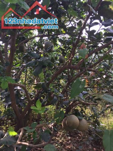 Bán nhà vườn 872m2 view sông Đồng Nai tại Tân Triều, Vĩnh Cửu. Giá gấp 4,5 tỷ ạ. - 4
