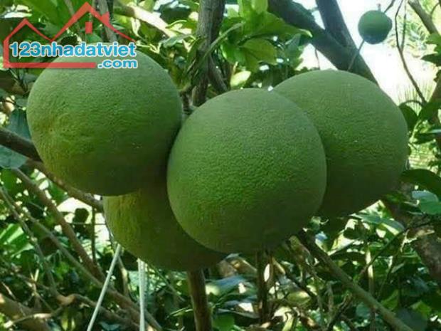 Nói thật là giờ kẹt tiền quá em cần bán gấp lô đất giá ngộp - 4