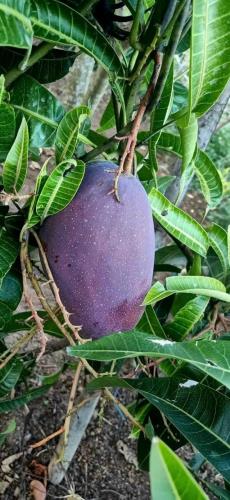 Nói thật là giờ kẹt tiền quá em cần bán gấp lô đất giá ngộp - 5
