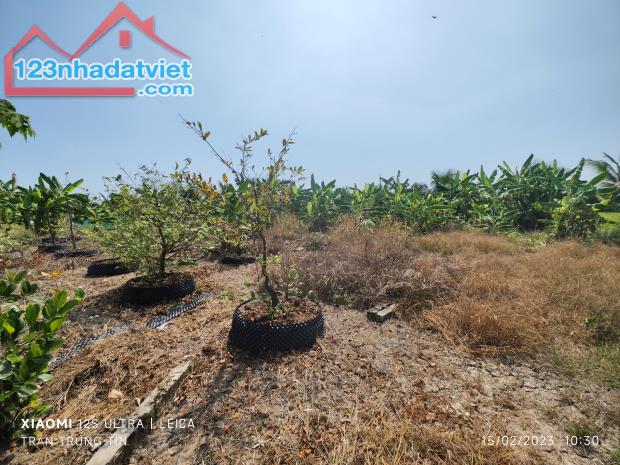 🎯Bán lô đất thổ lúa mặt tiền đường đan 3m giá 3,5 tỷ - 3