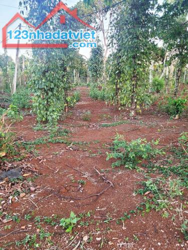 CƠ HỘI ĐẦU TƯ – NGAY LÔ ĐẤT 1.3HA GIÁ CHỈ 650 TRIỆU/SÀO! CUÔR ĐĂNG GIÁP HÒA THUẬN-BUÔN - 1