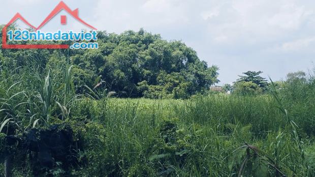 Bán Gấp 1.605m² Đất Lúa – Mua Hôm Nay, Mai Về Làm Nông Dân Triệu Phú - 5
