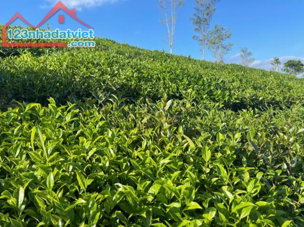 Bán đất TK68 Mộc Châu – 300m² vuông vắn, mặt tiền 20m, sẵn 100m² thổ cư, giá chỉ 2,4 tỷ