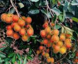 bán gấp nhà vườn, sổ hồng vay ngân hàng được 500tr đường nhựa tỉnh lộ 2 phường lộc hưng