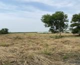 Bán đất đường Kênh 10, Lê Minh Xuân, Bình Chánh 30.000m2