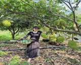 Cần bán gấp lô vườn mít tại Phú Túc Định Quán giá rẻ