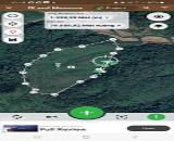 CẦN BÁN RỪNG THÔNG 12 NĂM TUỔI – XÃ ĐÌNH LẬP, LẠNG SƠN