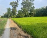Bán 1000m2 đất lúa khu vực chuyển thổ , thích hợp phân lô Phước Tuy giá chốt 1,3 tỷ