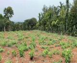 ĐẤT ĐẸP – CHÍNH CHỦ CẦN BÁN LÔ ĐẤT Mặt Tiền Đ. Trung Tâm Quảng Khê, H. Đắk Glong, T. Đắk