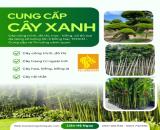 Cung cấp cây công trình ở Kcn Biên Hòa, Long Đức Đồng Nai