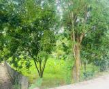 🌾 BÁN ĐẤT NGHỈ DƯỠNG TẠI LƯƠNG SƠN 🌾