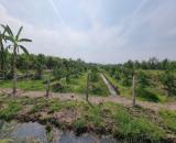 Bán đất vườn xã Tân Thành , Thủ Thừa dt 2000m2 giá 1,12 tỷ