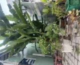 Lô đất Phước Tường 14 . DT:95m , ngang 5m .đất sạch đẹp không lỗi phong thủy
