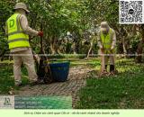 Dịch vụ chăm sóc cây xanh văn phòng – nhà xưởng Khu Công Nghệ Cao TP.HCM