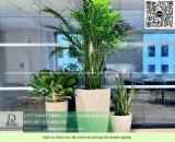 Cung cấp & chăm sóc cây xanh văn phòng TP.HCM