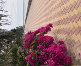 Cho thuê đất làm Homestay mặt tiền biển đường Hòa Bình Mũi Né