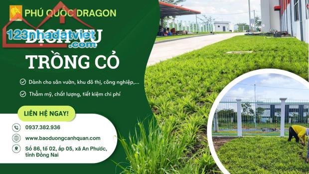 Cỏ nhung Nhật giá tốt Ở KCN Đồng Nai, Nhơn Trạch, Long Thành